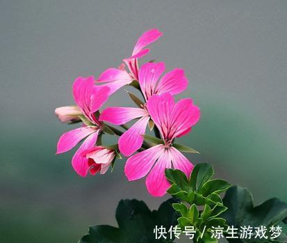 适合冬天剃头的5种花,剪一剪,来年花开不断