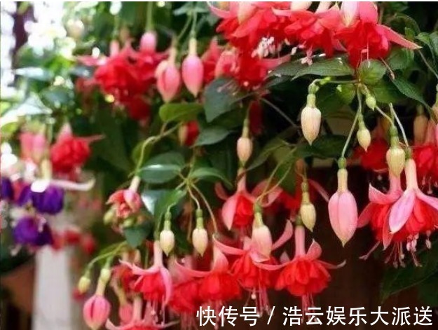 枝条|“这种花”养家里,开花特别多,花期长又漂亮,美过杜鹃、茶花