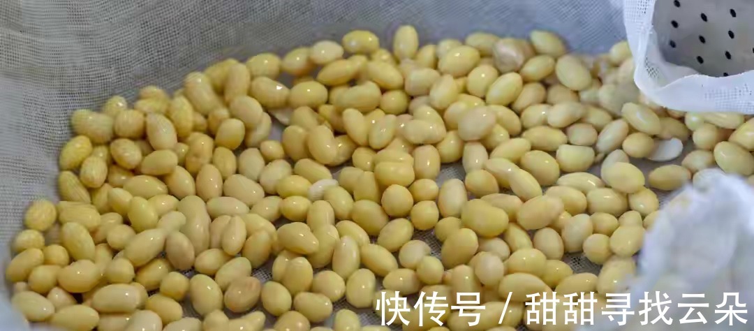 小白|想吃豆芽不用买，教你自己在家做，做法简单，随吃随取特方便！