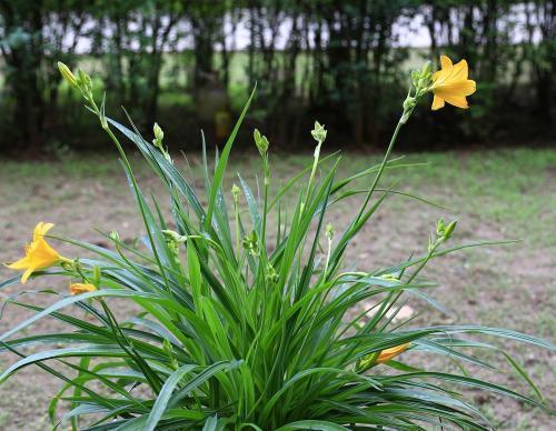 家里吊兰干尖黄叶，用这4招来改善，砰砰返青油亮亮