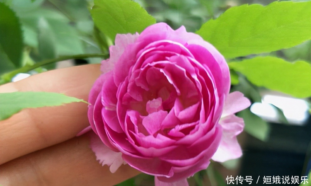  微型|这9种微型的月季花各有各的特点，你喜欢哪一种