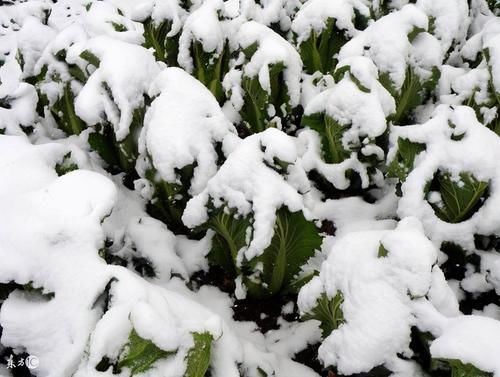  大雪节气|农谚“大雪不冻倒春寒，大雪不寒明年旱”啥意思？今年冬天会冷吗