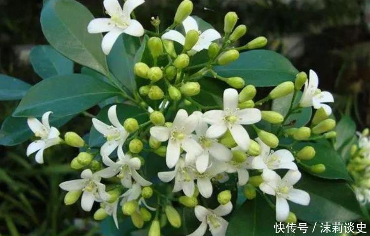 夏天养花,不妨养这四款花,一年四季花开不停,开花量大