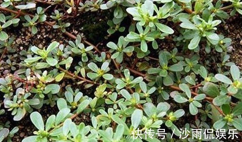 野草|农村有种常见的野草，是治疗瘊子的良药，分分钟治好，不再长