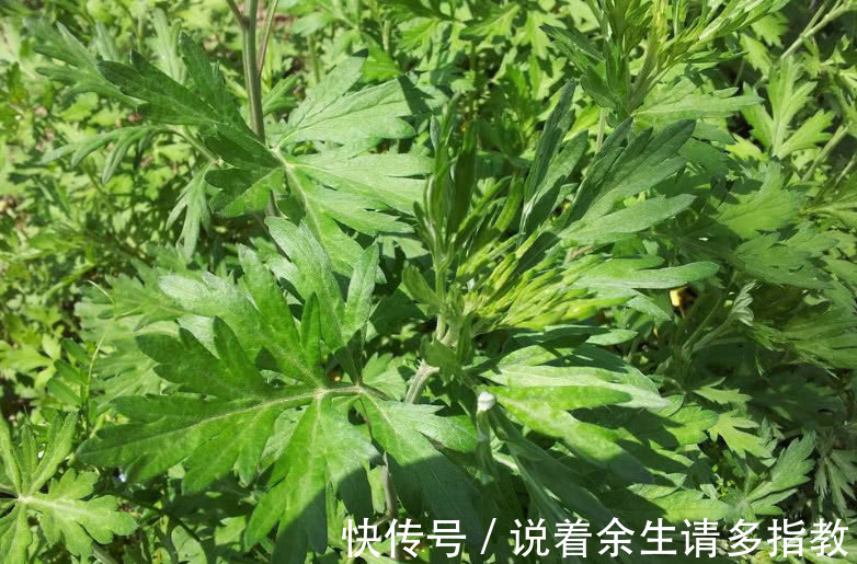 香气|这野草农村几乎随处见,它天生带一股“香气”,能吃还是天然药材