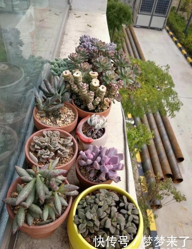 幸福|小小的幸福,多肉露养到秋天的收获