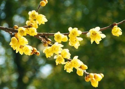 这3类年宵花，谁买谁后悔，千万别再踩雷了！