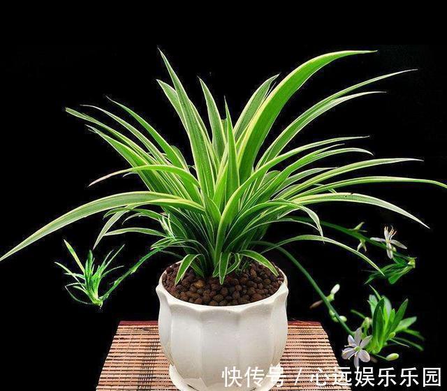金边|金边吊兰真漂亮,盆里埋层“养花料”,新叶猛长还抽穗!