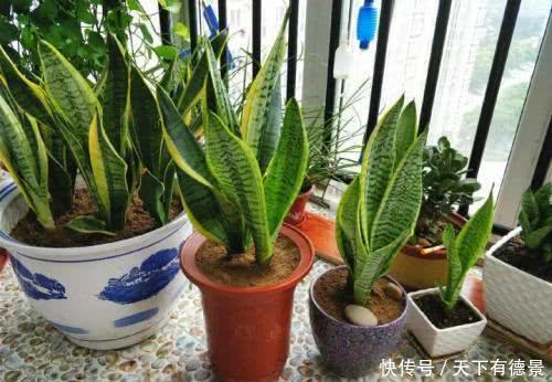 小牡丹|6种“漂亮花”,枝条剁8段,扦插就成活,开花似“小牡丹”