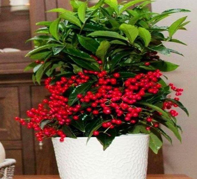 4种花,漂亮又净化空气,人养花,花也养人,空气清新睡眠好!