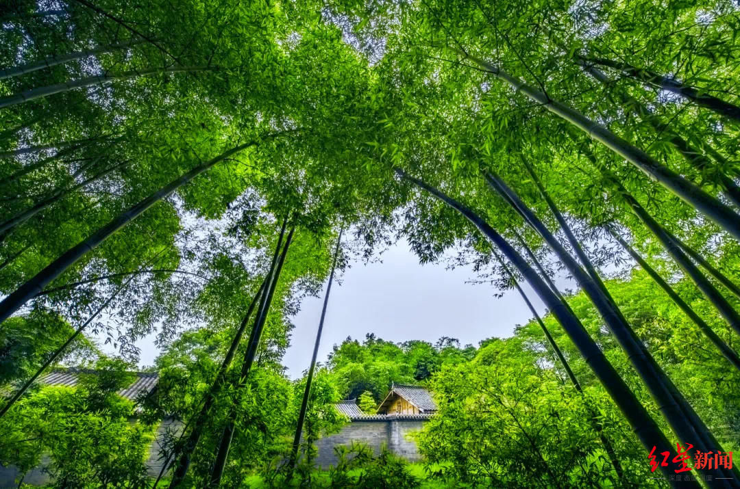 许愿树|元旦小长假游近郊，新津这些乡村体验游别错过！