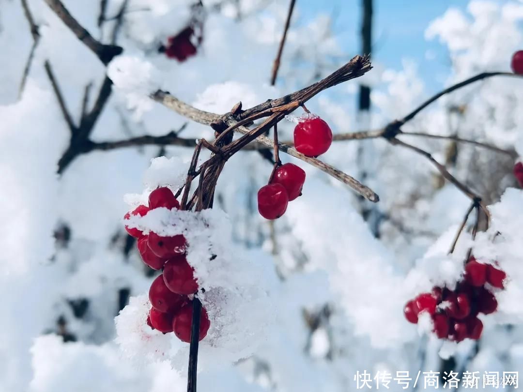 秦王|美！商州秦王山现冰雪树挂景观