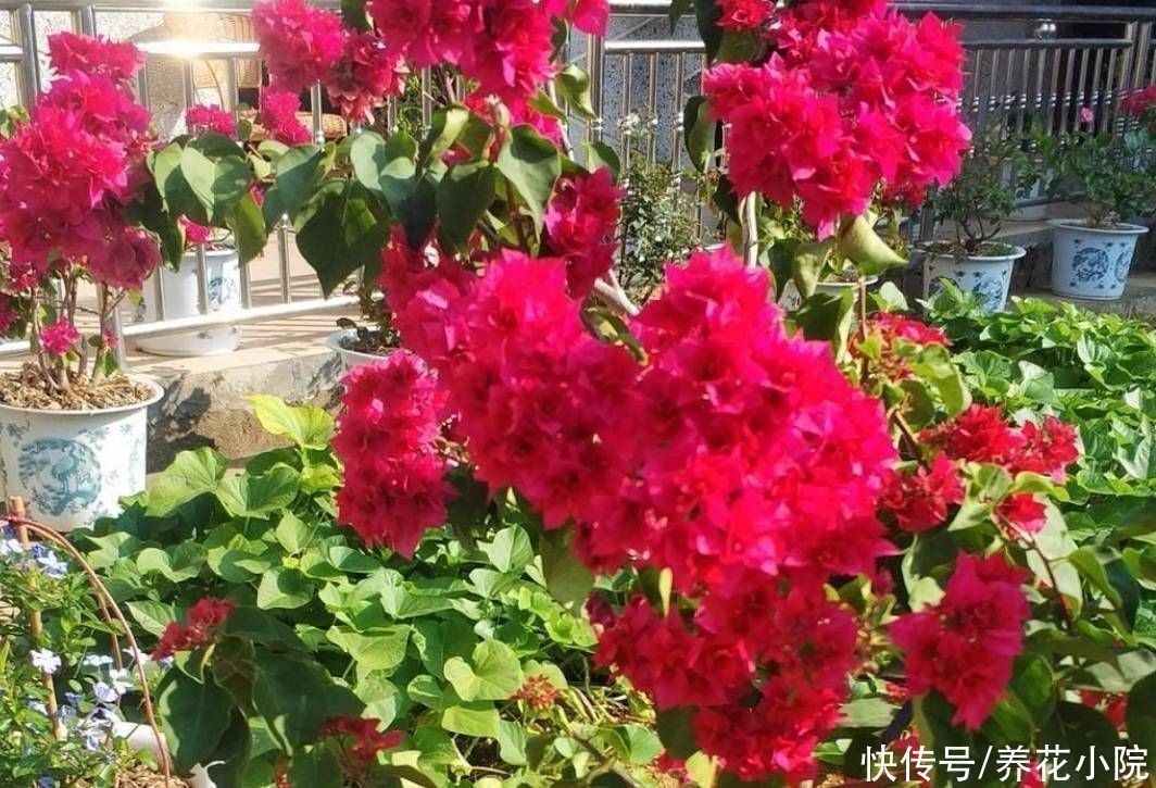 秋天养三角梅,勤用1种肥,促进植株孕蕾开花