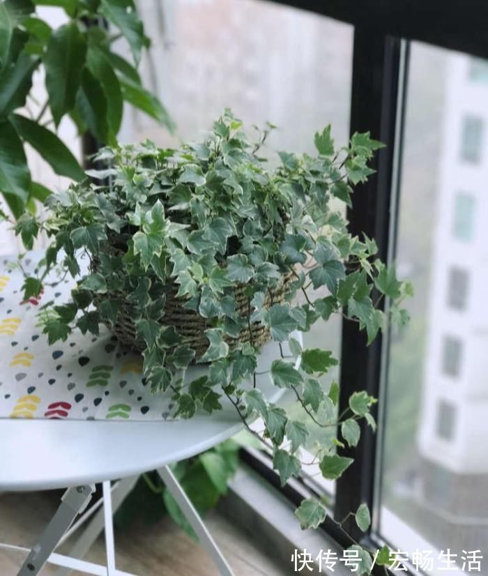 养护|卫生间放这3种“花”,耐阴除臭还杀菌,轻松告别厕所异味