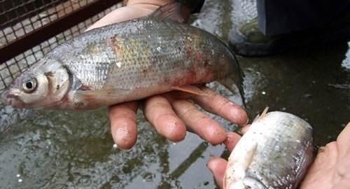 中国居民膳食指南|3种鱼不能买,对身体健康“有害”,营养师提醒:再便宜也不能吃