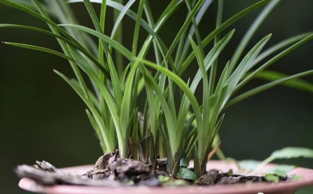 兰友|兰花怎么养到爆盆?三点诀窍,知道就很容易了