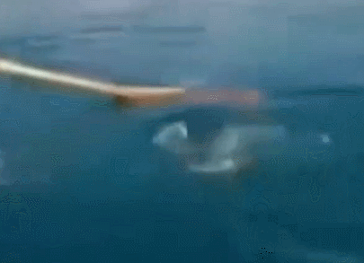 大鱼|中了一小鱼,结果一大鱼咬着小鱼不放,一抓就得,这鱼是吃货吗?