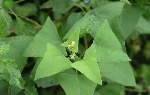 老虎刺|蛇见了都会绕着走的野草，农村孩子却当零食，你吃过吗