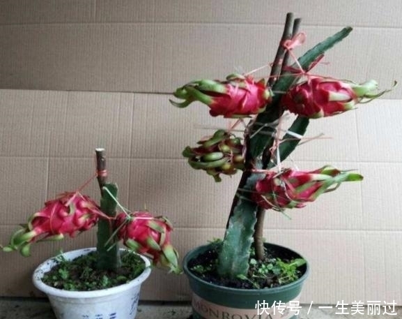 有“3种果核”不要扔,留下一点栽盆里,7天就发芽,来年结果旺盛