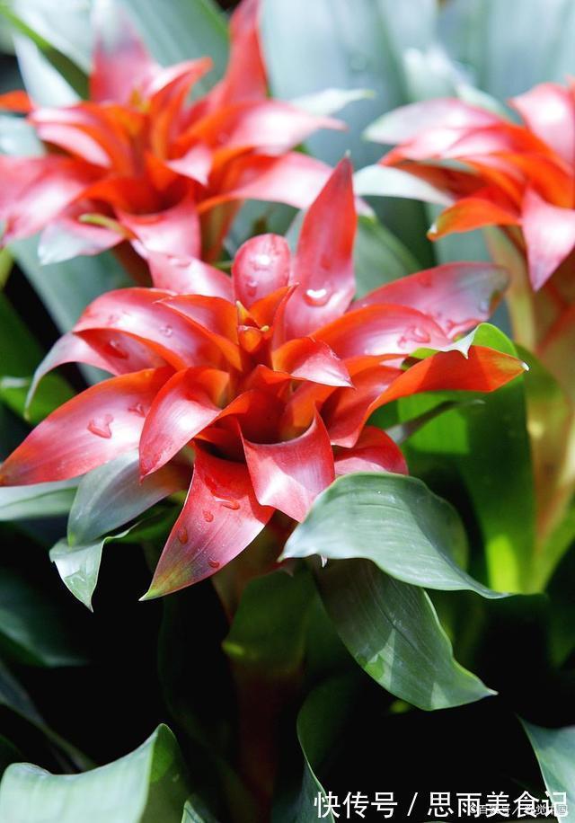 发财树|寓意吉祥的“五种花”,好养又吉祥,是打造高端家居的不二选择