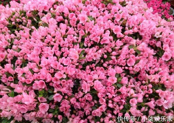 花多多|养花必备肥料,浇水前撒一点,月季开花拳头大!