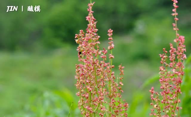 诞生花在线查询