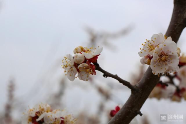 邹平：杏花绽放春意浓