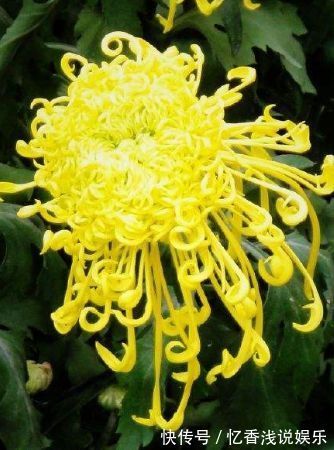 这几款菊花,养在家中幽香四溢,花色妖艳妩媚,花朵烂漫迷人眼