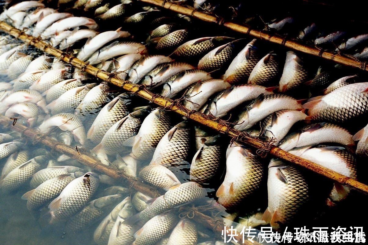高手在民间,闽北神奇弓鱼术,能让鱼离水几天不死,是真的吗?