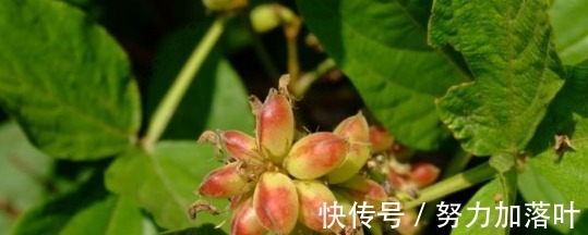 跌打损伤|农村南方一种野草,可以治跌打损伤,每亩收入达2万