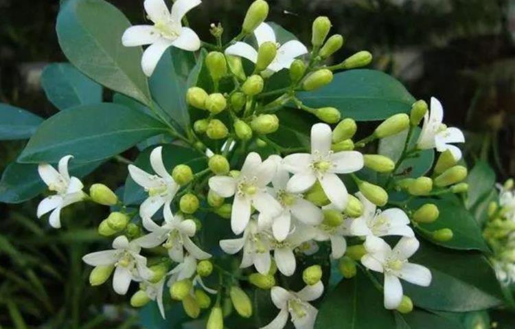 4种漂亮花,好打理,易爆盆,花开不断,还能旺财!