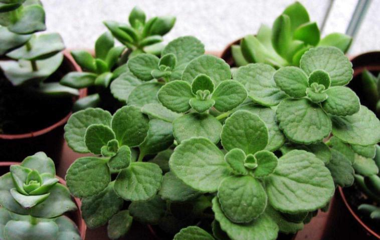 盆栽|这3种“香喷喷”的植物,值得居家盆栽,把控好细节长得旺