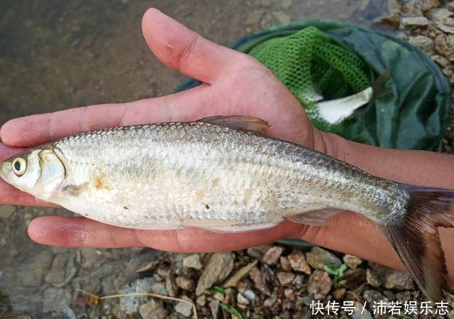 白条精?在安徽老家钓获巨型白条鱼,朋友:能长这么大,真没见过