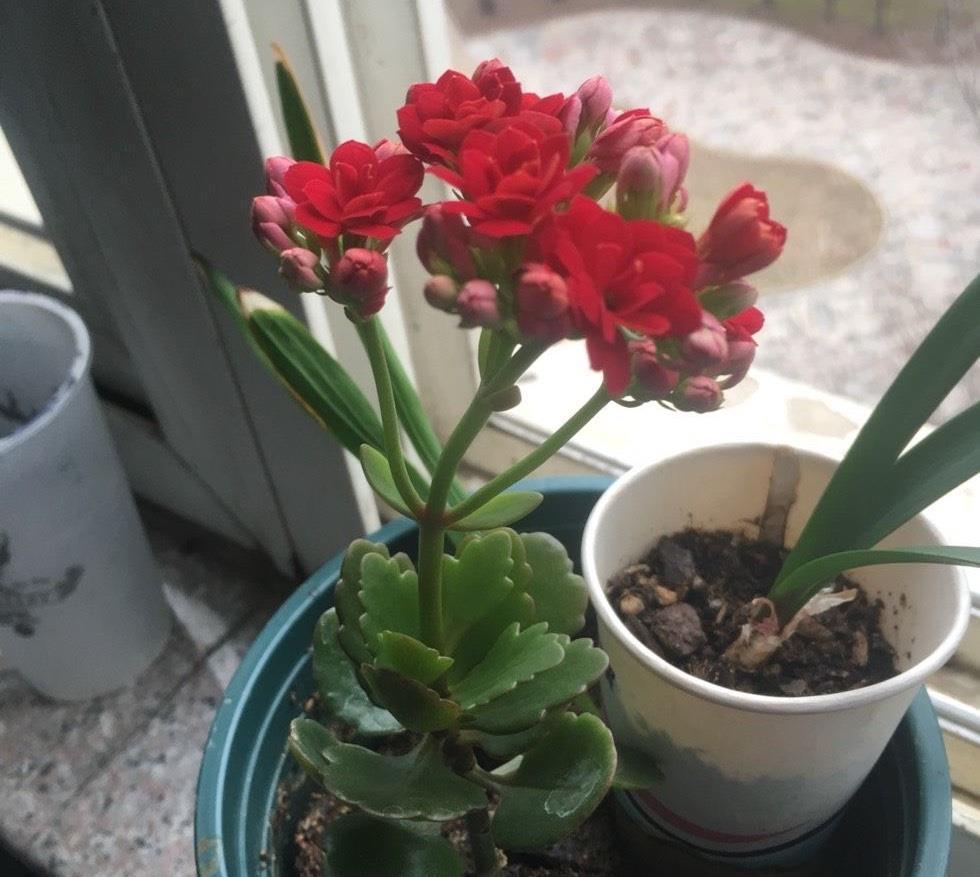 扦插|3种花真的太顽强了,一个枝一片叶,遇土就长根,扦插很简单