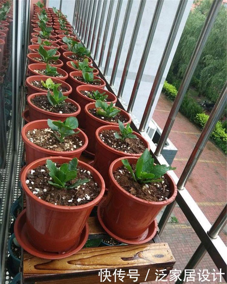 抓住春天扦插季,剪一个花枝,落地就生根,繁殖一堆小花苗