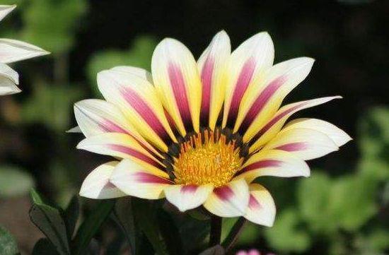 几款花卉,花香四溢,好养易活,还可净化空气