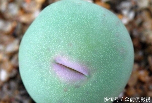 品种|多肉植物界“最爱美”的一个品种！一张小红嘴真是可爱