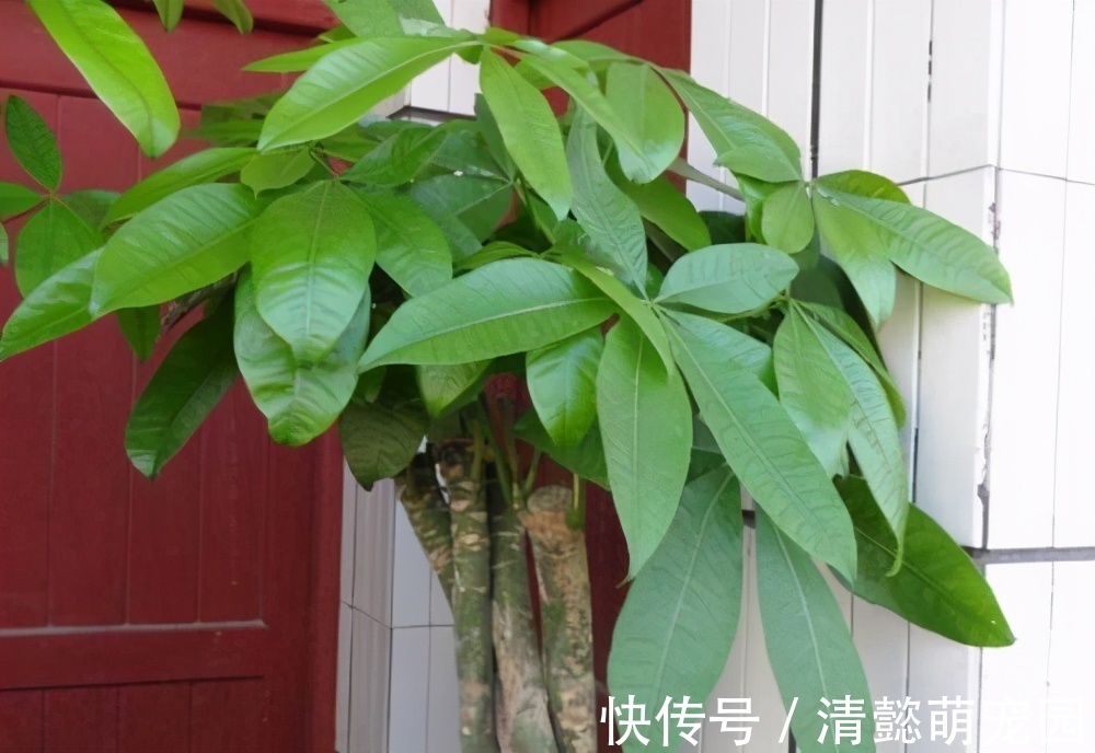 发财树有“三怕两不喜”,难怪怎么都养不活,看了可规避