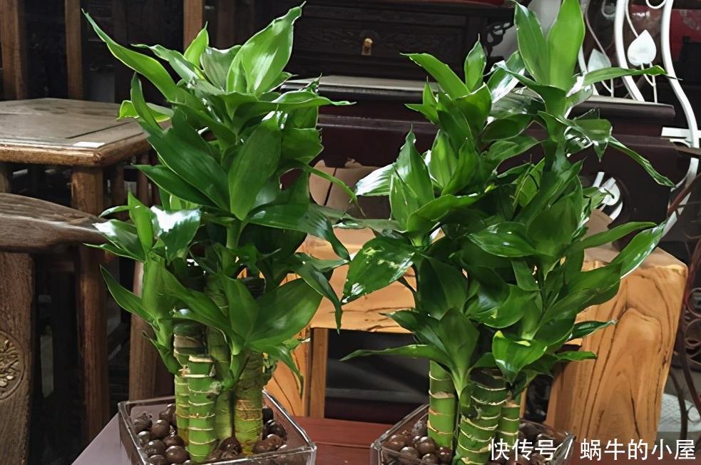 进入1月,给家里养“3种花”,寓意好、空气清新,越养越喜欢