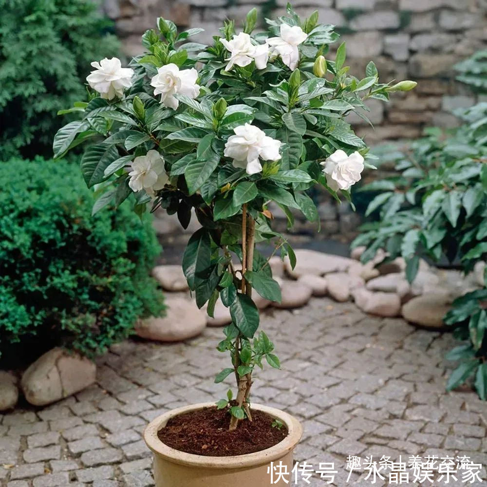 菜籽饼|栀子花、茉莉、茶花和杜鹃养不好两种矾肥水制作配方贡献给你