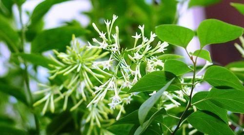 漂亮|家里不要养3种花，虽然漂亮，但并不适合