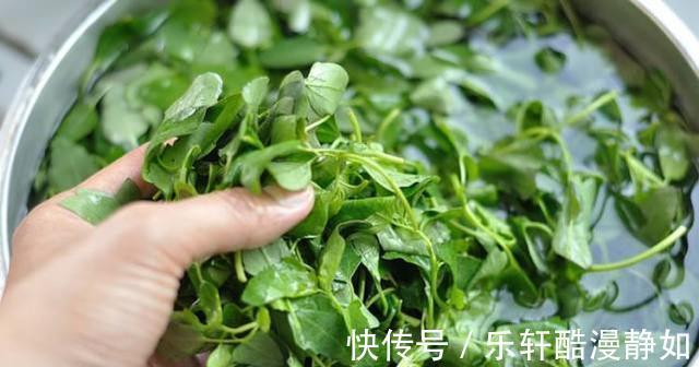 凉拌灰灰菜|你见过这个神仙宝藏吗，不用花钱就能吃到，是营养价值极高的蔬菜