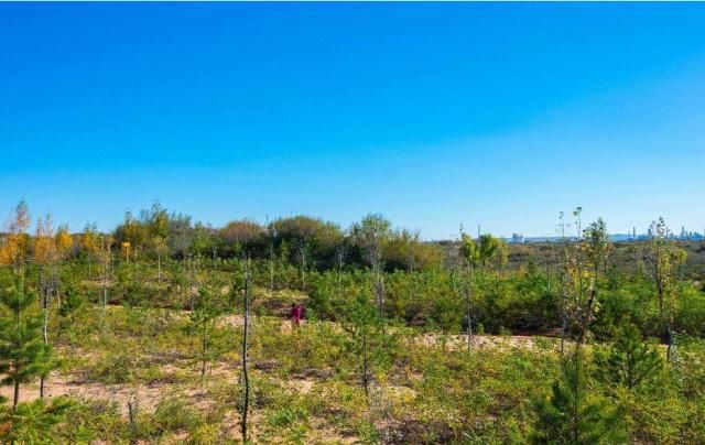 中国这个沙漠就要“消失”,如今已成为一片绿洲,还种植上了土豆