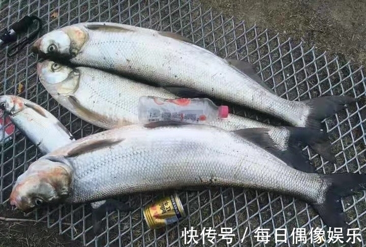 水域|泥鳅打窝钓鱼，为何人人喊打？钓友：那不是钓鱼是捕鱼！