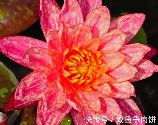 生肖狗|到了10月，4属相时来运转，横财旺盛，桃花满满喜盈门