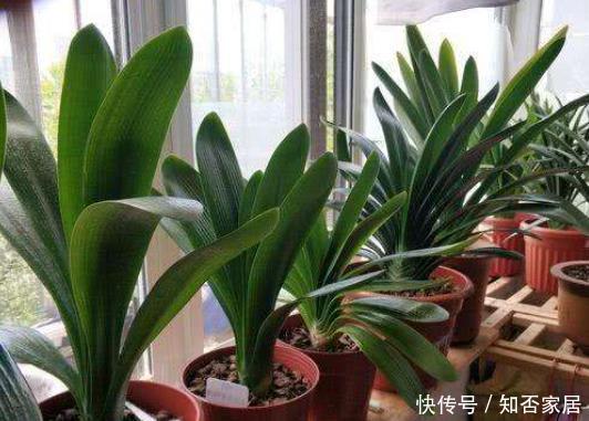 给花配土换盆的时候,4种东西别乱加,不然花卉难养好