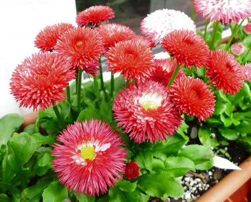 1种“矮个”花卉，开花似“绒球”，一开100天，漂亮又好养