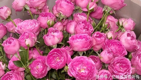 优雅|大家见过“迷雾泡泡玫瑰”吗高贵纯洁，优雅浪漫，颜值高寓意好