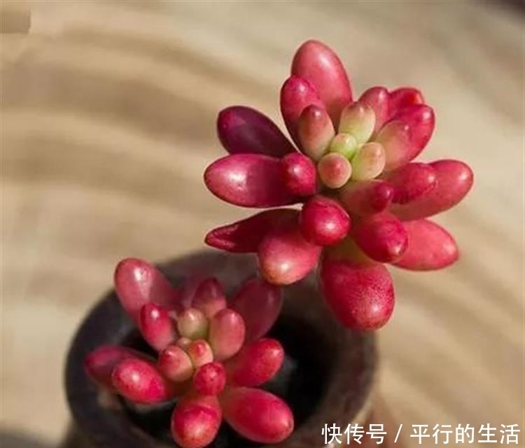 最难养死的10种多肉,谁能养死我服谁!