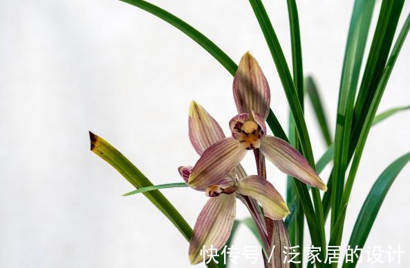 花草|有这4个爱好的人,不适合养兰花,劝你别白费功夫